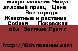 микро мальчик Чихуа лиловый принц › Цена ­ 90 - Все города Животные и растения » Собаки   . Псковская обл.,Великие Луки г.